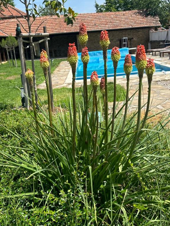 Chez le Colonel Pool House